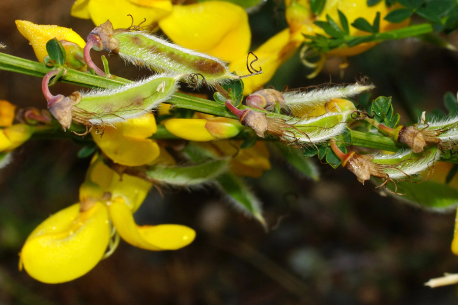 Cytisus scoparius